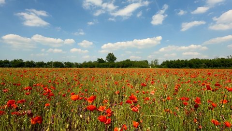 Landscape on a Poppy Field - 5K