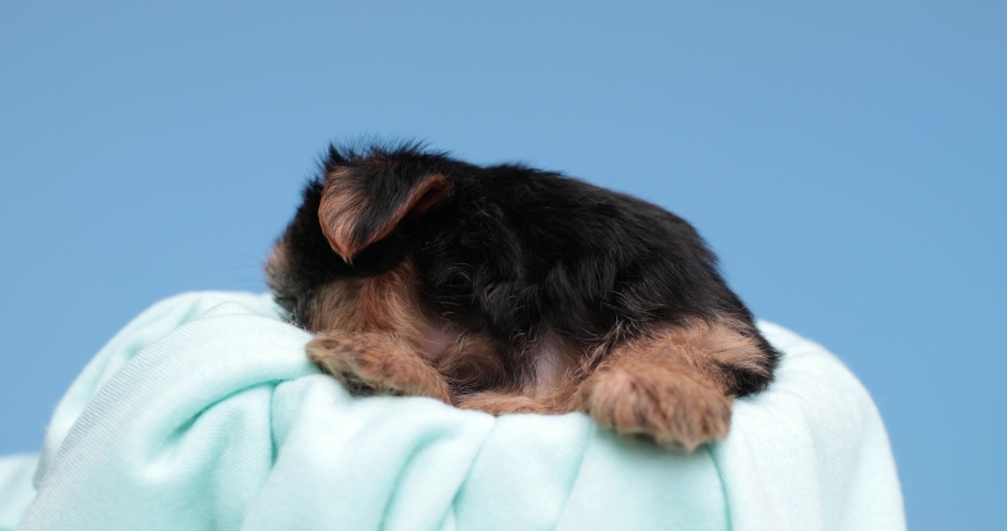 cute yorkshire terrier dog looking to side and laying in bed against blue background