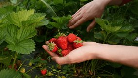 Woman's hands collect strawberries from the plantation. Harvesting of strawberries close-up. Hands hold and pick many fresh strawberries. 4k video.