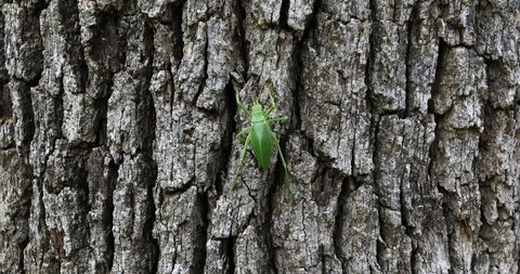 Katydid insect climbing a tree