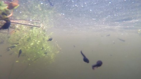 Tadpoles Swim Underneath The Turbid Water Of The Lake. wide shot