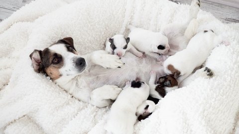 Newborn puppies sucking dog milk