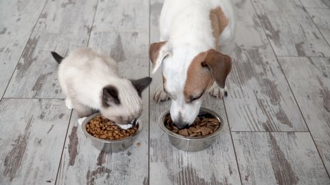 Cute kitten and puppy eating food from bowl together