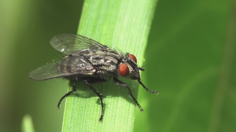 Macro of a housefly (Musca domestica) sitting on the grass and cleaning its head with its paws.