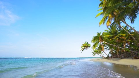 Beautiful palm trees on a clean Caribbean beach 4k stock video footage. Wild beach Dominican Republic landscape.