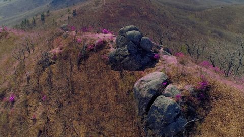 Aerial fast motion above breathtaking Primorsky Far East natural landscape early spring hills are covered with blooming pink first flowers lush flowering shrubs azalea rhododendron.  Costal seascape