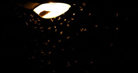 Moths are flying to find the light from neon lights at night.


