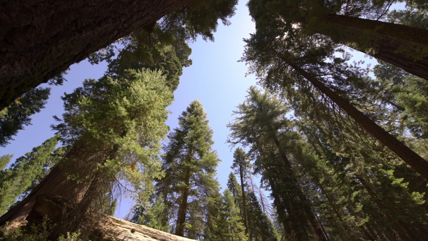 Sequoia Trees In General Grant Grove Sequoia And Kings Canyon National Park 07
