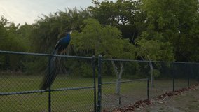 Peacock perched on a fence 6k video