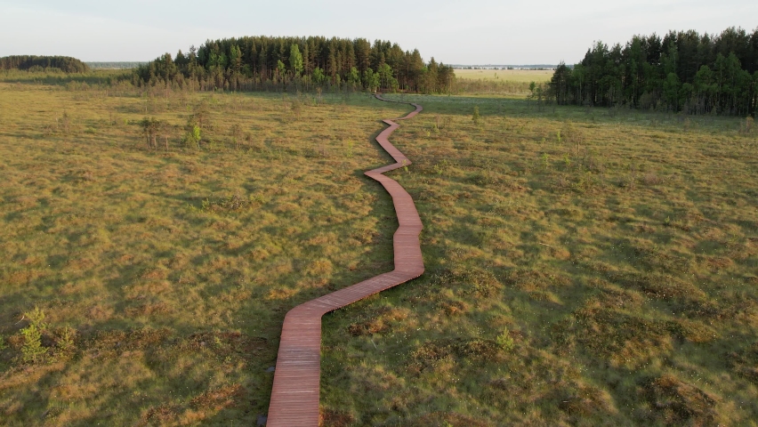 
Aerial filming of the reserved path in the swamp. 4K video