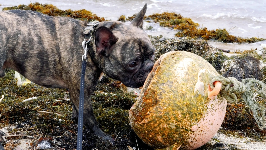 Closeup of French bulldog playing with garbage on the beach