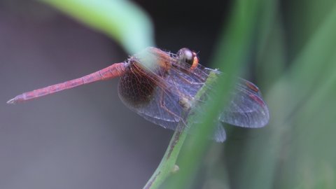 A dragonfly is an insect belonging to the order Odonata, infraorder Anisoptera. Adult dragonflies are characterized by large, multifaceted eyes, two pairs of strong, transparent wings
