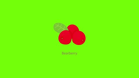 Bearberry icon animation cartoon object on green screen background