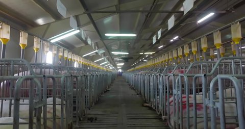 Many pigs in a huge farm. Dolly in the corridor between barriers. Meat production factory. Raising livestock. Each pig is housed in separate cage. Livestock inspection. Pigsty. Domestic pigs. Close-up