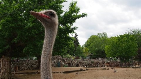 Belgrade, Serbia, April 25, 2021. African Masai ostrich. The ostrich proudly looks to the side, then turns its head the other way. Bird at the zoo. Neck fur plucked, right eye closed or damaged