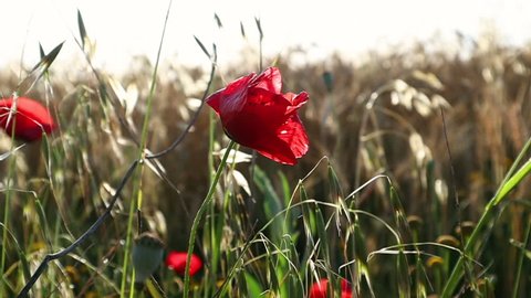 Poppy field. Blooming Poppies. Flowers. Slow motion video footage