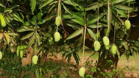 Mango fruit agriculture,close up of raw green mango fruit bunches hanging on the branches of mango tree,agricultural industry concept