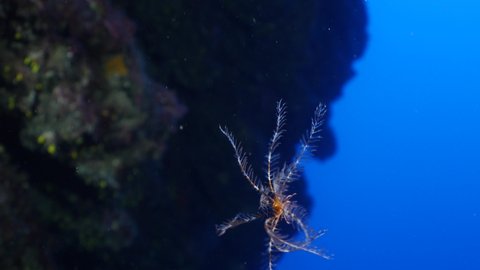 featherstar underwater  scenery feather star with corals feather star Crinoids