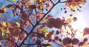 Blooming pink cherry tree, Beautiful Spring Blossoms. 4k video