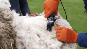 Cutting process of sheep wool. Farm worker shearing sheep with professional electric hair clipper. Close-up.