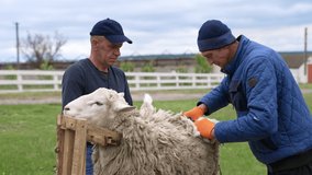 Farm workers shearing a white sheep. Men cutting sheep wool with a special equipment on the farm. Production of wool.