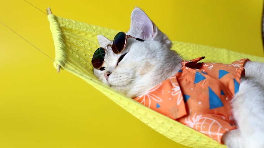 Adorable white cat in sunglasses and an shirt, lies on a fabric hammock, on a yellow background.