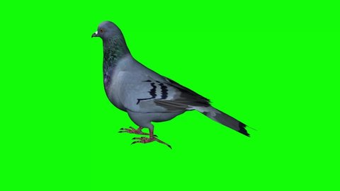 Pigeon Walking on Green Screen