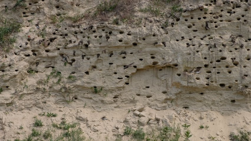 Colony of Swift Birds. Swift nests in the hillside. Birds entering and coming out of holes in a slope in the natural environment.  Royalty-Free Stock Footage #1073722187