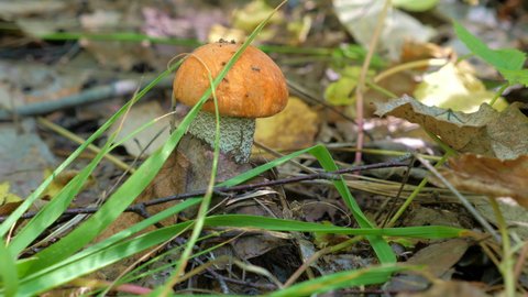 One mushroom (Leccinum versipelle) grows in the grass in the forest. Close up video. Dolly Shot of edible mushrooms in slow motion