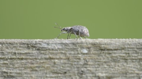 A crawling small weevil beetle on the plank in the forest on a sunny day