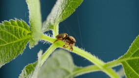 Adorable Hairy Jumping Spider Walking And Looking Curious on Green Leaf. Close Up Macro Detailed 4k Video of Cute Orange Small Salticidae Spider on Plant in Wild Nature. Little Tiny Animal or Insect