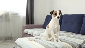 Jack russell terrier with scratching himself and bite fleas, itchy skin. The dog itches on sofa. Dog  catches fleas. Domestic dog is cleaning itself biting the ticks and fleas. Pet concept. 