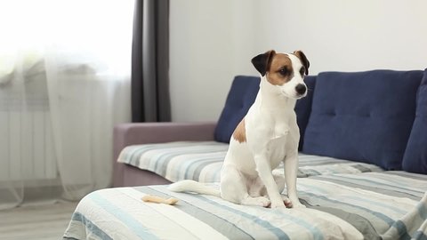 Jack russell terrier with scratching himself and bite fleas, itchy skin. The dog itches on sofa. Dog  catches fleas. Domestic dog is cleaning itself biting the ticks and fleas. Pet concept. 