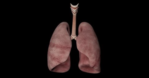 Lungs and Respiratory Tract of a Human Body Animation