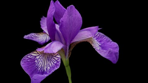 Time-lapse of growing blue iris flower. Spring flower iris blooming on black background.
