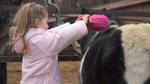 A little cute girl is combing a pony's mane. The child and the horse are friends. Children's horse riding. High quality FullHD footage
