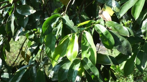 Soursop leaves (Annona muricata L., sirsak, durian belanda, graviola, guyabano, guanábana) in the garden. Annona muricata is a species of the genus Annona of the custard apple tree family Annonaceae.