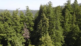 Drone Footage of coastal redwood treetops in the California mountains. Flying through the canopy in a bird's eye view of the forest and greenery of the canyon below.
