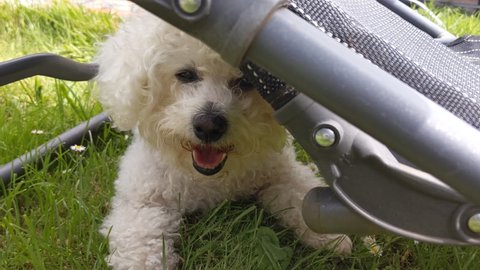 Tired bichon frise dog under the sun lounger in the hot day. 