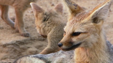 Medium closeup of a Cape fox cup laying down in front of its mother to get groomed, Kalahari desert.