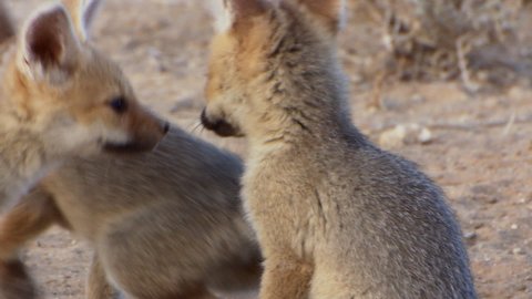 Medium closeup of three Cape fox cubs biting each others faces, Kalahari desert.