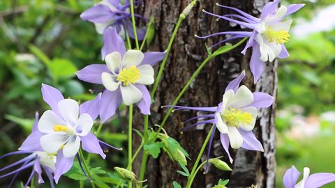 Colorado Rocky Mountain columbines contrasted against the base of a tree.
