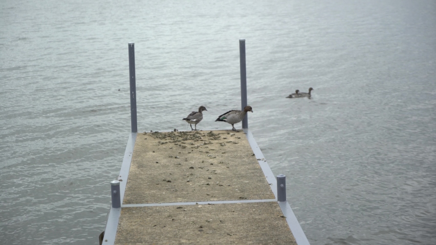 Duck flies into water from pier on cloudy day static shot