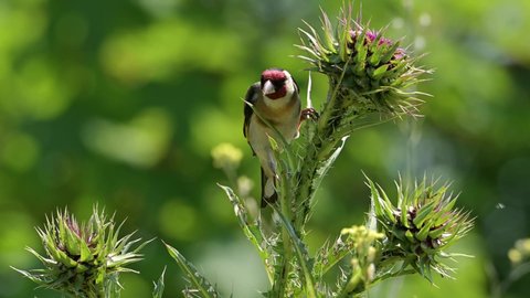 European goldfinch bird (Carduelis carduelis) eating from a pink, beautiful thorn.
