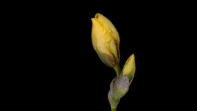Time-lapse of growing yellow iris flower. macro, easter, spring, holidays concept.