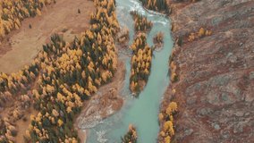 Flight over a mountain river from a bird's eye view, autumn in the mountains, yellow larches, yellow and red grass, streams of water, rocks and stones, rapids on the Chuya river in Gorny Altai. Drone 