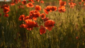 Poppies close-up at sunset. Beautiful atmospheric summer background. Landscape with red wildflowers. Golden rays of the sun illuminate the scarlet petals of poppies. The concept of inspiration, summer