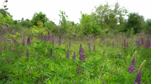 Lupine field. Summer wild flowers of purple and pink sway in the wind. Lupins. Bush, leaves and flower buds.