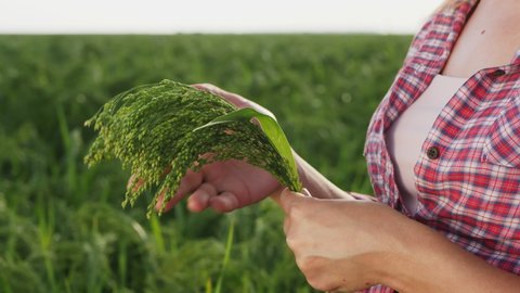 Woman examines ripening millet in the field, close up hands