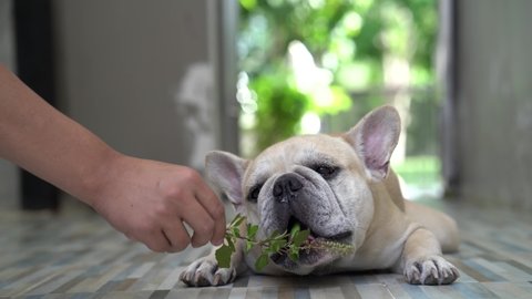 French bulldog eating herbs indoor. Home growing vegetable. Dog herbs.
